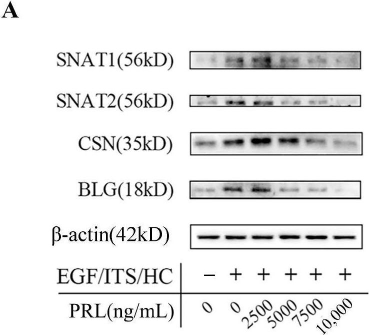 Fig.4.A showing Western Blotting from the publication: Prolactin Modulates the Proliferation and Secretion of Goat Mammary Epithelial Cells via Regulating Sodium-Coupled Neutral Amino Acid Transporter 1 and 2.