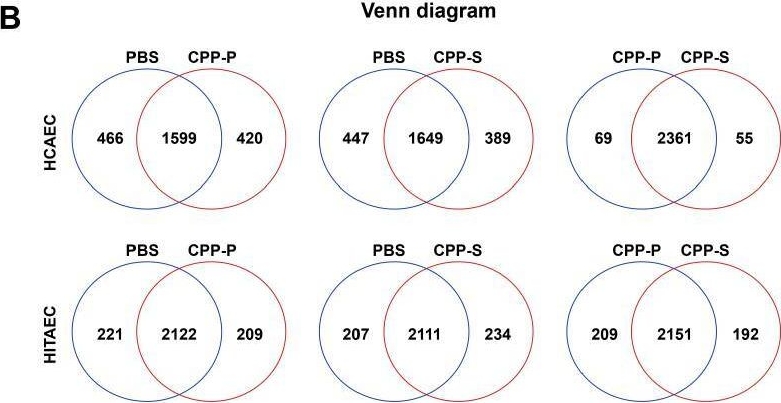 Fig.1.B from the publication: Calciprotein Particles Cause Physiologically Significant Pro-Inflammatory Response in Endothelial Cells and Systemic Circulation.