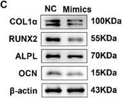 Fig.7.C showing Western Blotting from the publication: Atrophic Skeletal Muscle-Derived Extracellular Vesicles Transfer miR-125a-5p to Inhibit Bone Formation in Osteoporosis during Aging.