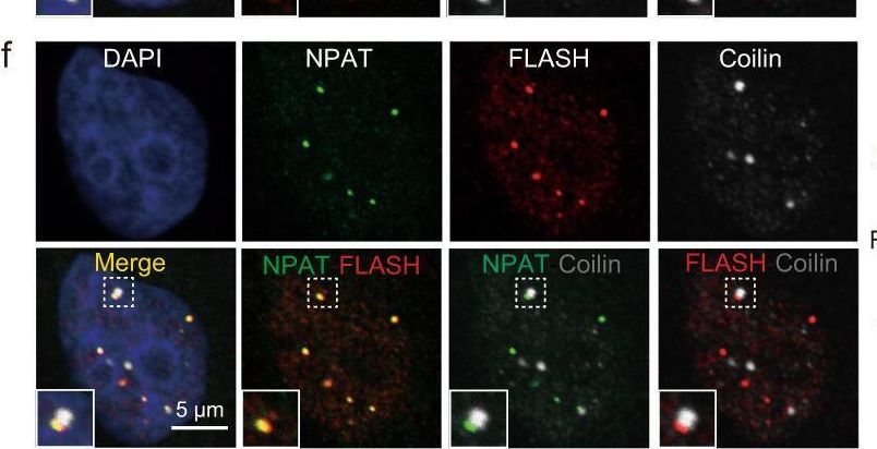 Fig.7.F showing Immunocytochemistry-immunofluorescence in a Homo sapiens (Human) sample from the publication: The 3' Pol II pausing at replication-dependent histone genes is regulated by Mediator through Cajal bodies' association with histone locus bodies.