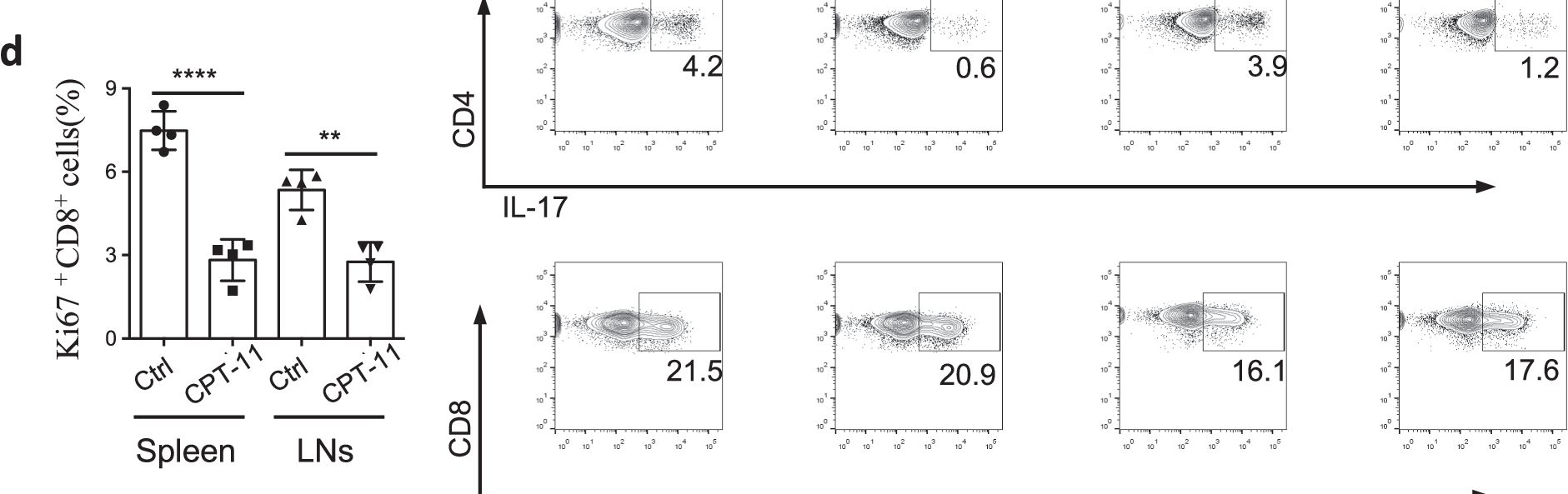 Fig.2.D showing Flow cytometry/Cell sorting in a Mus musculus (House mouse) sample from the publication: CPT-11 mitigates autoimmune diseases by suppressing effector T cells without affecting long-term anti-tumor immunity.