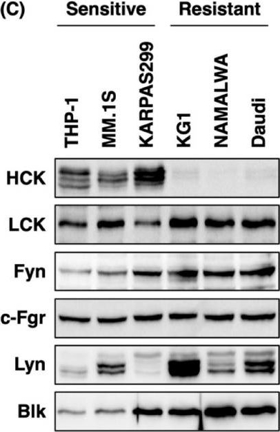 Fig.3.C showing Western Blotting in a Homo sapiens (Human) sample from the publication: DPP8 Selective Inhibitor Tominostat as a Novel and Broad-Spectrum Anticancer Agent against Hematological Malignancies.
