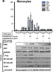 Fig.3.B showing Western Blotting from the publication: Soluble CD26/Dipeptidyl Peptidase IV Enhances the Transcription of IL-6 and TNF-α in THP-1 Cells and Monocytes.