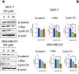 Fig.2.A showing Western Blotting in a Homo sapiens (Human) sample from the publication: Ergosterol inhibits the proliferation of breast cancer cells by suppressing AKT/GSK-3beta/beta-catenin pathway.