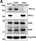 Fig.2.A showing Western Blotting in a Homo sapiens (Human) sample from the publication: Infection with flaviviruses requires BCLXL for cell survival.