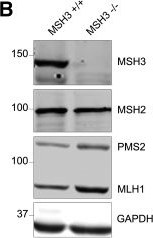 Fig.4.B showing Western Blotting from the publication: FAN1 controls mismatch repair complex assembly via MLH1 retention to stabilize CAG repeat expansion in Huntington's disease.