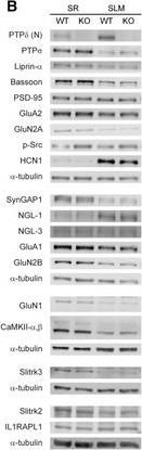 Fig.3.B showing Western Blotting from the publication: Splice-dependent trans-synaptic PTPδ-IL1RAPL1 interaction regulates synapse formation and non-REM sleep.