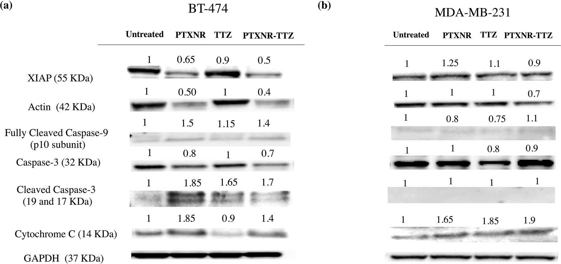 Fig.7.A,B showing Western Blotting in a Homo sapiens (Human) sample from the publication: Antibody-drug nanoparticle induces synergistic treatment efficacies in HER2 positive breast cancer cells.