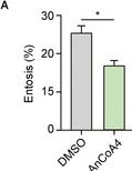 Fig.3.A from the publication: Orai1 is an Entotic Ca2+ Channel for Non-Apoptotic Cell Death, Entosis in Cancer Development.