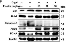 Fig.3.F showing Western Blotting in a Mus musculus (House mouse) sample from the publication: Fisetin Attenuates D-Gal-Induced Ovarian Aging by Modulating Mitophagy via the AMPK/mTOR Pathway.