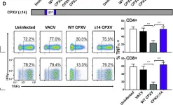 Fig.2.D showing Flow cytometry/Cell sorting in a Mus musculus (House mouse) sample from the publication: The secreted protein Cowpox Virus 14 contributes to viral virulence and immune evasion by engaging Fc-gamma-receptors.
