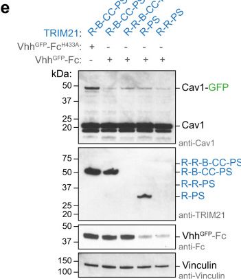 Fig.5.E showing Western Blotting in a Mus musculus (House mouse) sample from the publication: RING domains act as both substrate and enzyme in a catalytic arrangement to drive self-anchored ubiquitination.