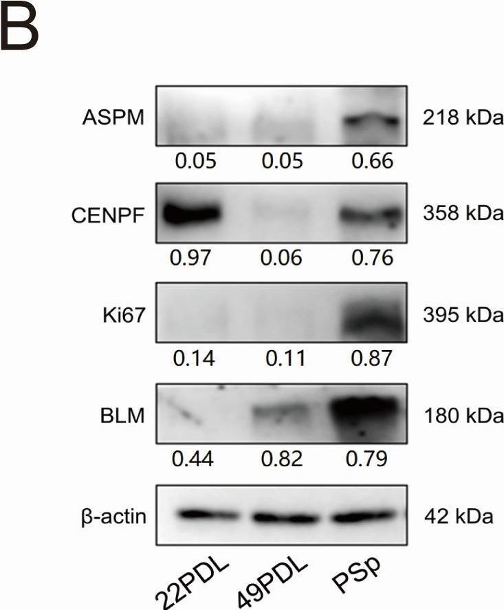 Fig.8.B showing Western Blotting from the publication: Global m6A RNA and whole 5mC DNA methylation specifically contribute to cell replicative and premature senescence induced by extrinsic oxidative stress.