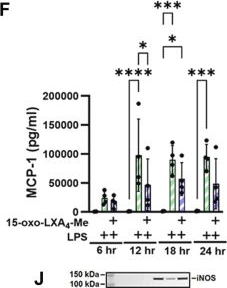 Fig.6.F showing Enzyme-linked immunosorbent assay from the publication: Lipoxin A4 yields an electrophilic 15-oxo metabolite that mediates FPR2 receptor-independent anti-inflammatory signaling.