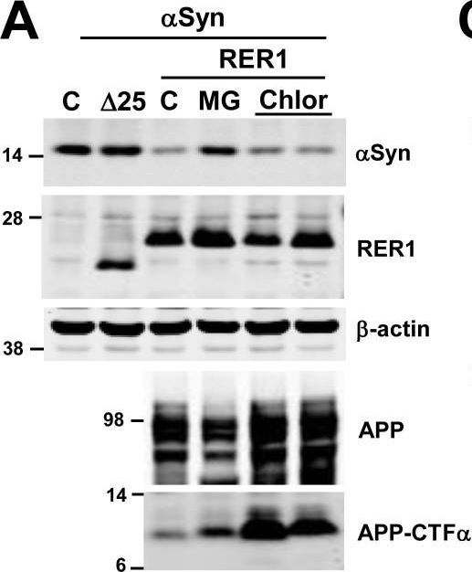 Fig.4.A showing Western Blotting in a Homo sapiens (Human) sample from the publication: The ER retention protein RER1 promotes alpha-synuclein degradation via the proteasome.