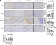 CD31 (PECAM-1) (D8V9E) Rabbit Monoclonal Antibody | Cell Signaling