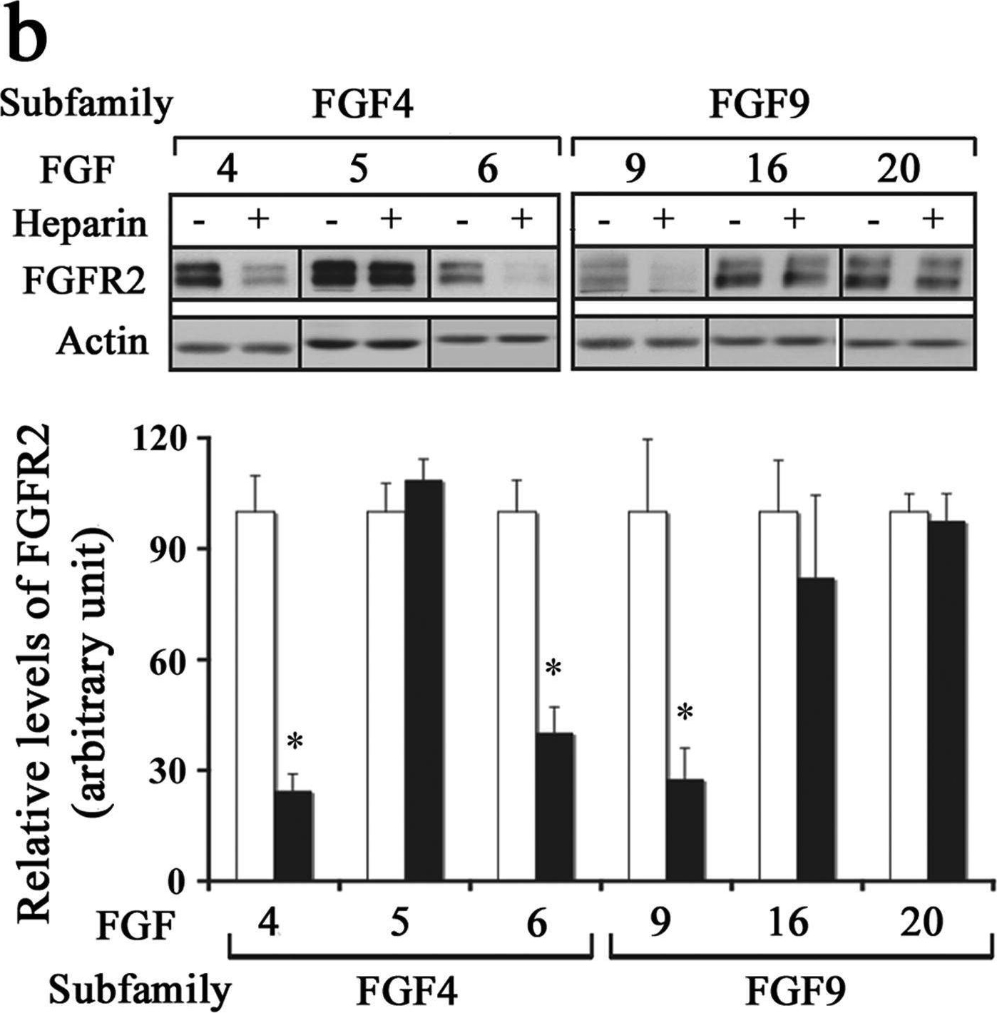 Fig.6.B showing Western Blotting from the publication: Diverse Responses of Oligodendrocytes to Different FGF-Family Members: Uncoupling Structure-Function Relationship Within FGF Subfamilies.
