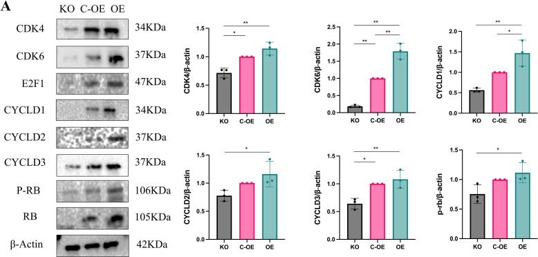 Fig.3.A showing Western Blotting in a Homo sapiens (Human) sample from the publication: OLFML2A mediates cell cycle regulation in triple-negative breast cancer via EZH2.