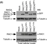 Fig.2.E showing Western Blotting from the publication: The mevalonate pathway contributes to breast primary tumorigenesis and lung metastasis.