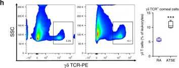 Fig.1.H showing Flow cytometry/Cell sorting in a Mus musculus (House mouse) sample from the publication: Acute tobacco smoke exposure exacerbates the inflammatory response to corneal wounds in mice via the sympathetic nervous system.