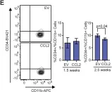 Fig.4.E showing Flow cytometry/Cell sorting in a Mus musculus (House mouse) sample from the publication: Stromal CCL2 Signaling Promotes Mammary Tumor Fibrosis through Recruitment of Myeloid-Lineage Cells.