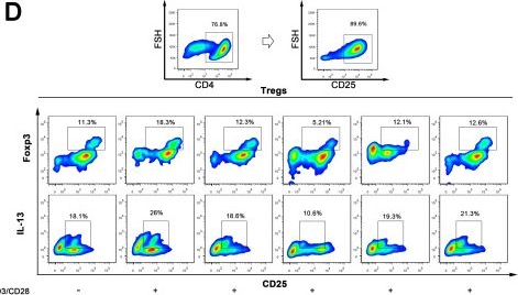 Fig.7.D showing Flow cytometry/Cell sorting from the publication: Regenerating myofiber with activating of TGF-β signaling contributes to macrophage efferocytosis through enhancing Tregs response in inflamed muscle.