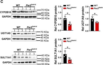 Fig.2.C showing Western Blotting from the publication: Period 2 Regulates CYP2B10 Expression and Activity in Mouse Liver.