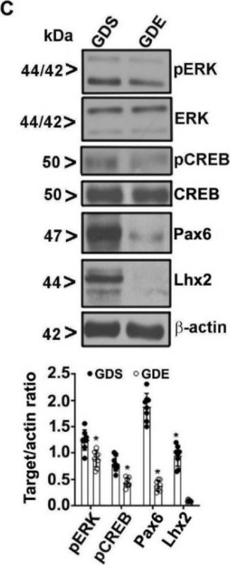Fig.1.C showing Western Blotting from the publication: Binge-like Prenatal Ethanol Exposure Causes Impaired Cellular Differentiation in the Embryonic Forebrain and Synaptic and Behavioral Defects in Adult Mice.