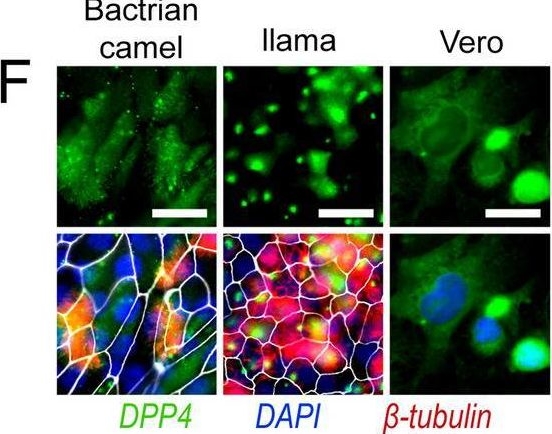 Fig.1.F showing Immunocytochemistry-immunofluorescence from the publication: Establishment of well-differentiated camelid airway cultures to study Middle East respiratory syndrome coronavirus.