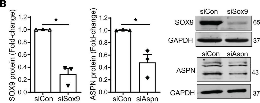 Fig.5.B showing Western Blotting from the publication: Myocardial fibrosis and calcification are attenuated by microRNA-129-5p targeting Asporin and Sox9 in cardiac fibroblasts.