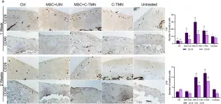 Fig.5.A showing Immunohistochemistry from the publication: Targeted mesenchymal stem cell therapy equipped with a cell-tissue nanomatchmaker attenuates osteoarthritis progression.
