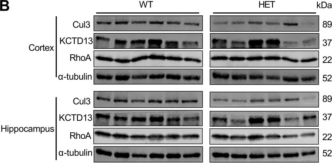 Fig.1.B showing Western Blotting in a Mus musculus (House mouse) sample from the publication: Effects of heterozygous deletion of autism-related gene Cullin-3 in mice.