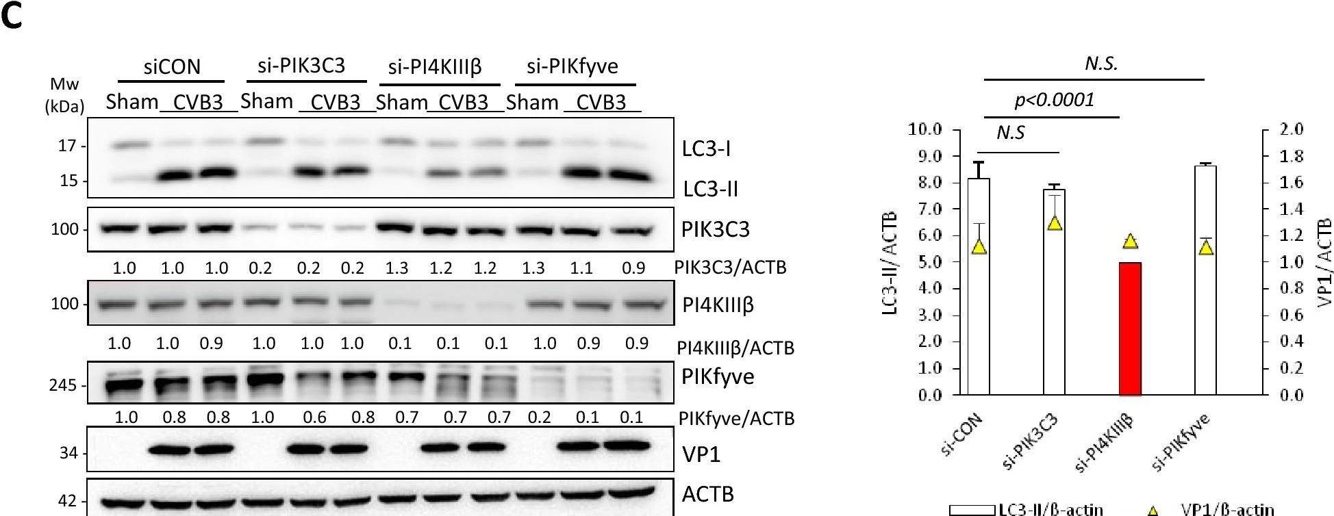 Fig.7.C showing Western Blotting in a Homo sapiens (Human) sample from the publication: Coxsackievirus infection induces a non-canonical autophagy independent of the ULK and PI3K complexes.