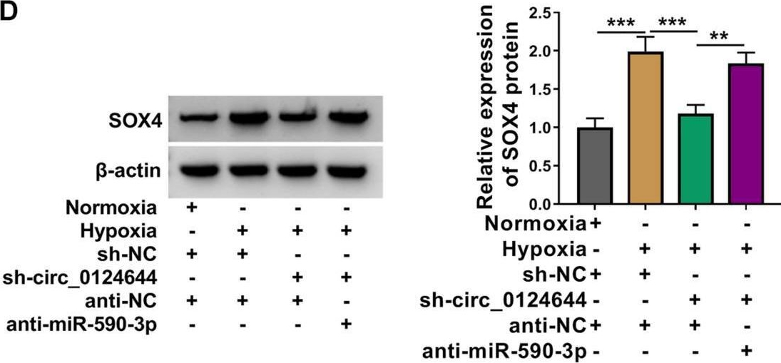 Fig.6.D showing Western Blotting from the publication: Circ_0124644 Serves as a ceRNA for miR-590-3p to Promote Hypoxia-Induced Cardiomyocytes Injury via Regulating SOX4.