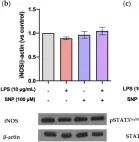 Fig.5.B showing Western Blotting in a Mus musculus (House mouse) sample from the publication: Effects of Sodium Nitroprusside on Lipopolysaccharide-Induced Inflammation and Disruption of Blood-Brain Barrier.