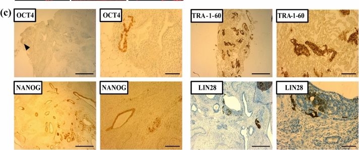 Fig.2.C showing Immunohistochemistry in a Mus musculus (House mouse) sample from the publication: A piggyBac-based platform for genome editing and clonal rhesus macaque iPSC line derivation.