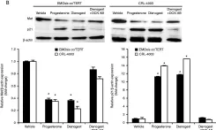 Fig.4.B showing Western Blotting from the publication: Decorin induced by progesterone plays a crucial role in suppressing endometriosis.