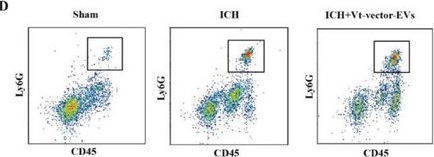Fig.6.D showing Flow cytometry/Cell sorting in a Mus musculus (House mouse) sample from the publication: Astrocyte-Derived Extracellular Vesicular miR-143-3p Dampens Autophagic Degradation of Endothelial Adhesion Molecules and Promotes Neutrophil Transendothelial Migration after Acute Brain Injury.