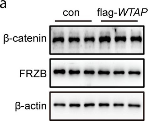 Fig.5.A showing Western Blotting in a Mus musculus (House mouse) sample from the publication: WTAP-mediated m6A modification of FRZB triggers the inflammatory response via the Wnt signaling pathway in osteoarthritis.