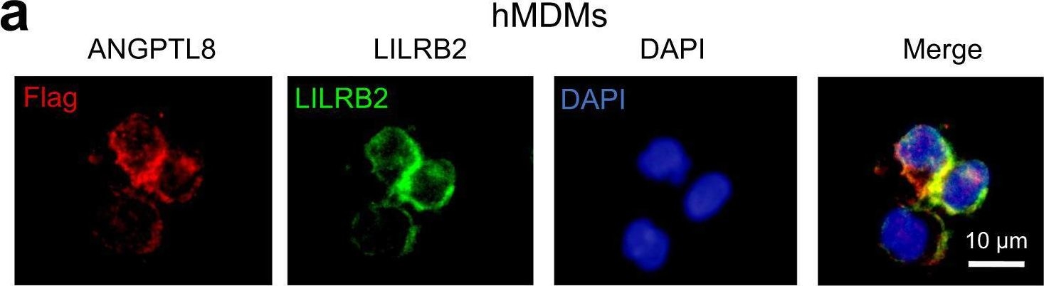 Fig.6.A showing Immunocytochemistry-immunofluorescence in a Homo sapiens (Human) sample from the publication: LILRB2/PirB mediates macrophage recruitment in fibrogenesis of nonalcoholic steatohepatitis.