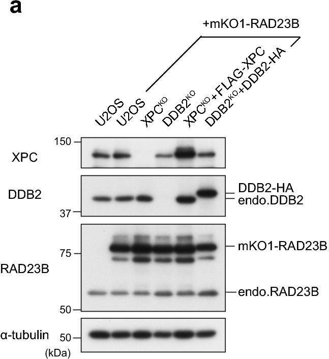 Fig.1.A showing Western Blotting in a Homo sapiens (Human) sample from the publication: Functional impacts of the ubiquitin-proteasome system on DNA damage recognition in global genome nucleotide excision repair.