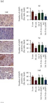Fig.7.A showing Immunohistochemistry from the publication: Scalp Acupuncture and Treadmill Training Inhibits Neuronal Apoptosis through Activating cIAP1 in Cerebral Ischemia Rats.