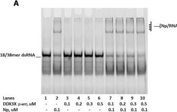 Fig.2.A showing Western Blotting from the publication: Dissecting the Interaction Domains of SARS-CoV-2 Nucleocapsid Protein and Human RNA Helicase DDX3X and Search for Potential Inhibitors.