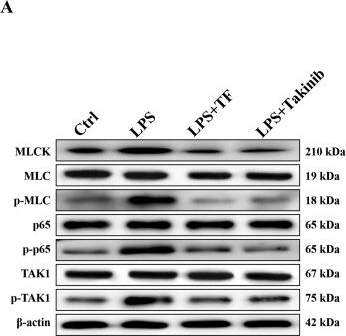 Fig.13.A showing Western Blotting in a Bos primigenius taurus (European cattle) sample from the publication: Transfer factor alleviates bovine mastitis and protects mammary epithelial barrier via the TAK1/NF-κB/MLCK signaling axis.