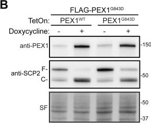 Fig.4.B showing Western Blotting from the publication: PEX1G843D remains functional in peroxisome biogenesis but is rapidly degraded by the proteasome.