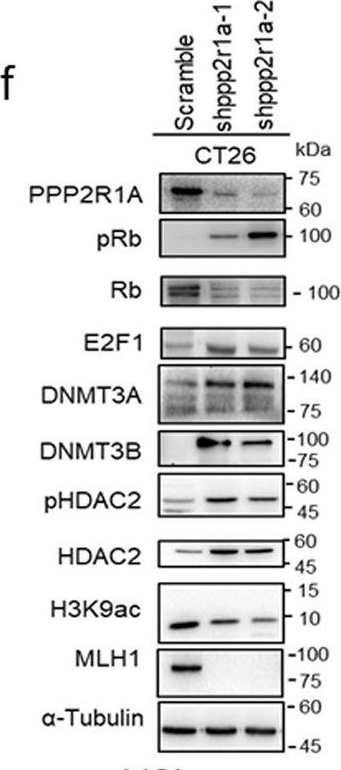 Fig.3.F showing Western Blotting in a Homo sapiens (Human) sample from the publication: Protein phosphatase 2A inactivation induces microsatellite instability, neoantigen production and immune response.