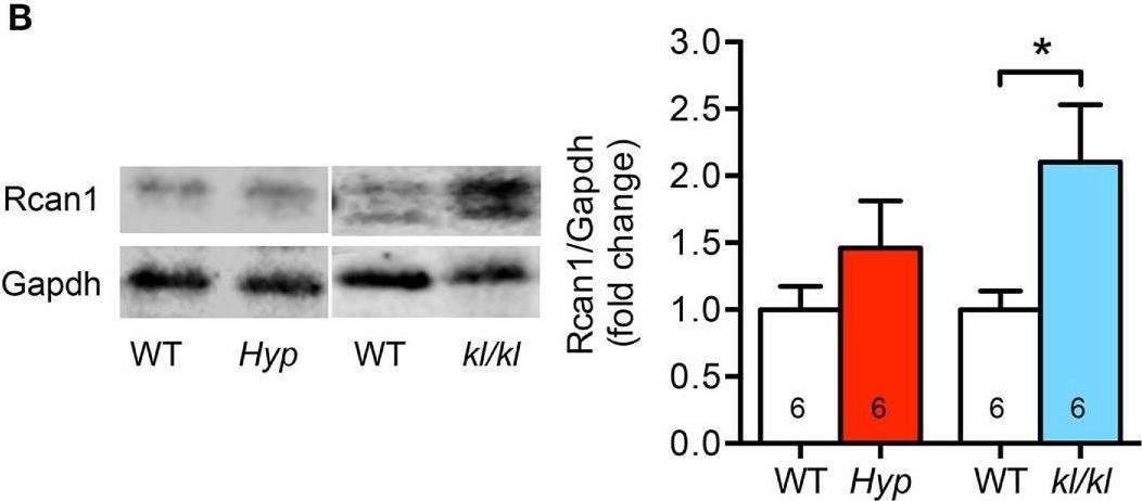 Fig.4.B showing Western Blotting in a Mus musculus (House mouse) sample from the publication: Impact of Altered Mineral Metabolism on Pathological Cardiac Remodeling in Elevated Fibroblast Growth Factor 23.