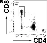 Fig.1.B showing Flow cytometry/Cell sorting in a Homo sapiens (Human) sample from the publication: Circulating T cell subsets are altered in individuals with chronic spinal cord injury.