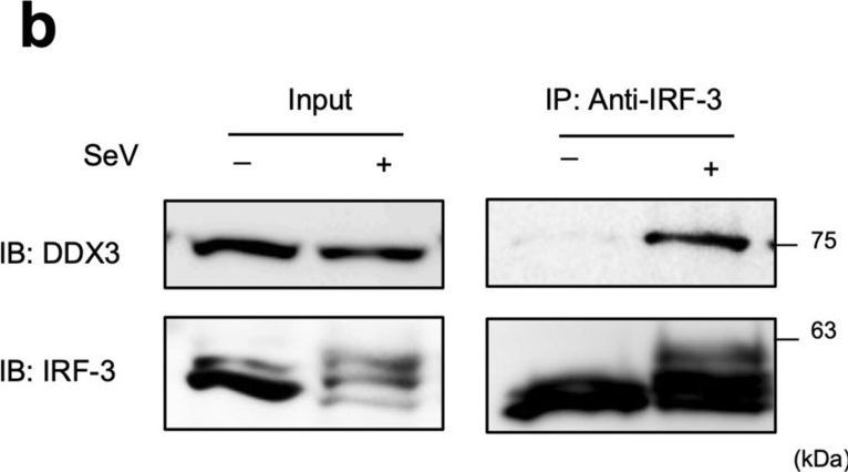 Fig.4.B showing Western Blotting in a Homo sapiens (Human) sample from the publication: The RNA helicase DDX3 promotes IFNB transcription via enhancing IRF-3/p300 holocomplex binding to the IFNB promoter.