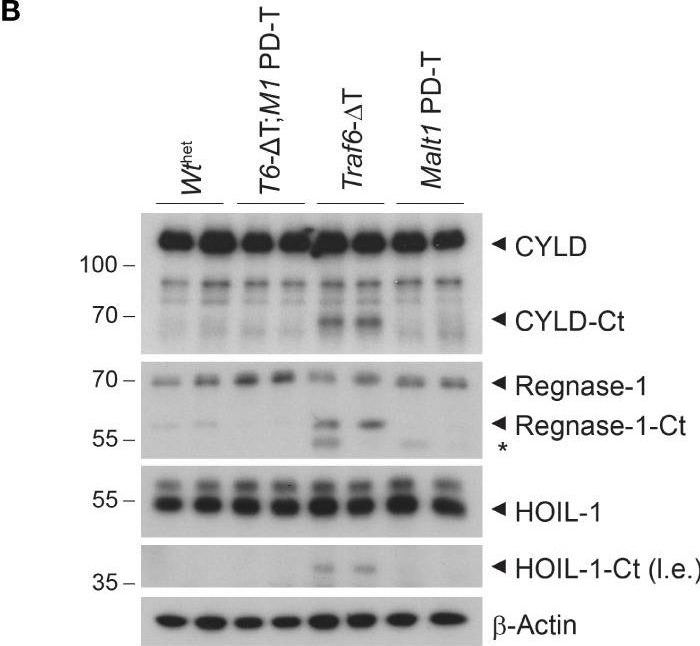 Fig.1.B showing Western Blotting in a Mus musculus (House mouse) sample from the publication: TRAF6 controls T cell homeostasis by maintaining the equilibrium of MALT1 scaffolding and protease functions.